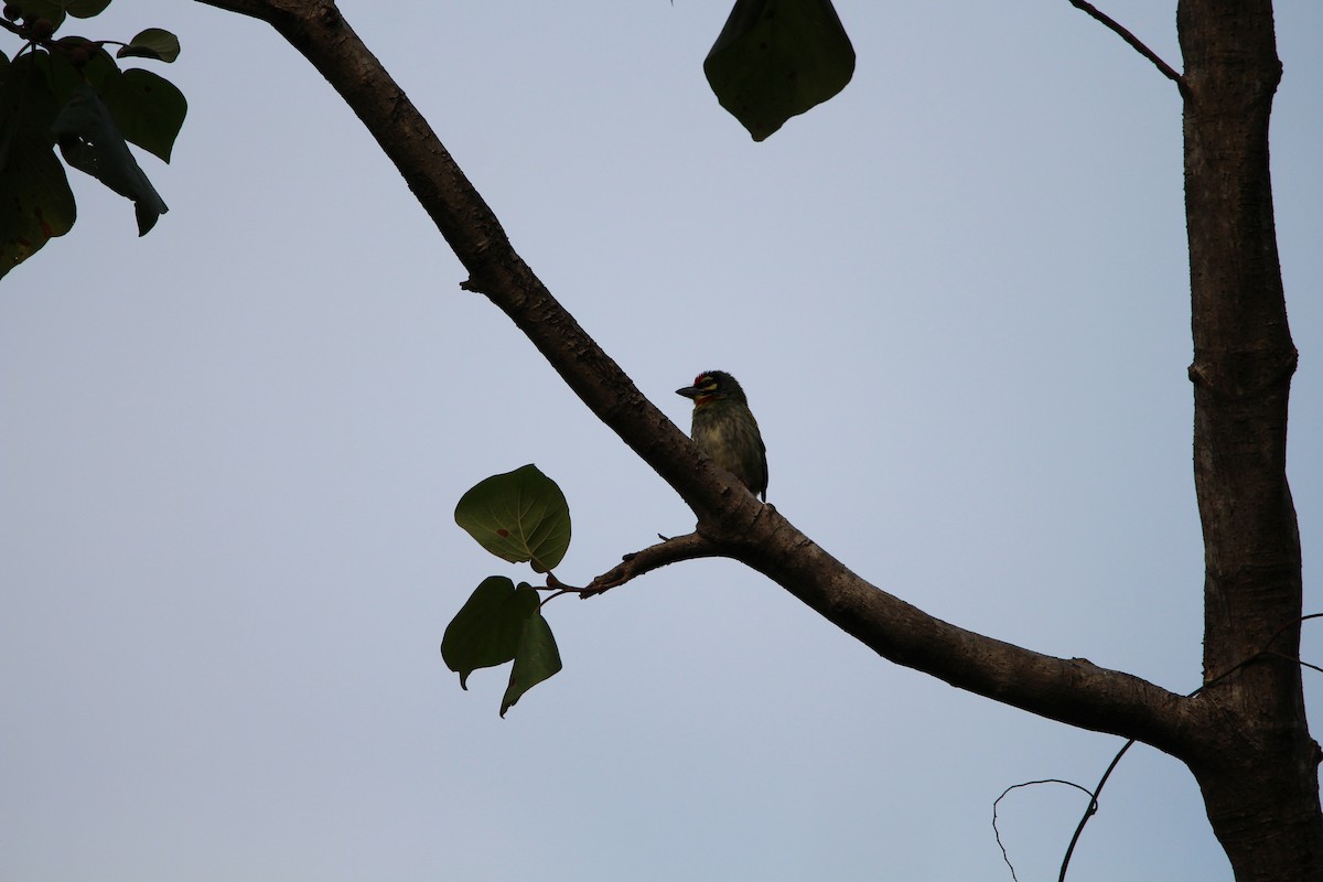 Malabar/Coppersmith Barbet - ML141573231