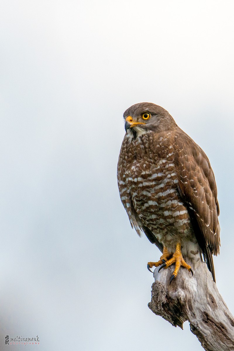 Gray-faced Buzzard - ML141573381