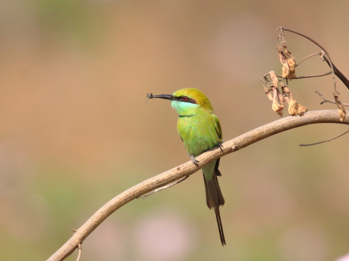 Asian Green Bee-eater - ML141573441