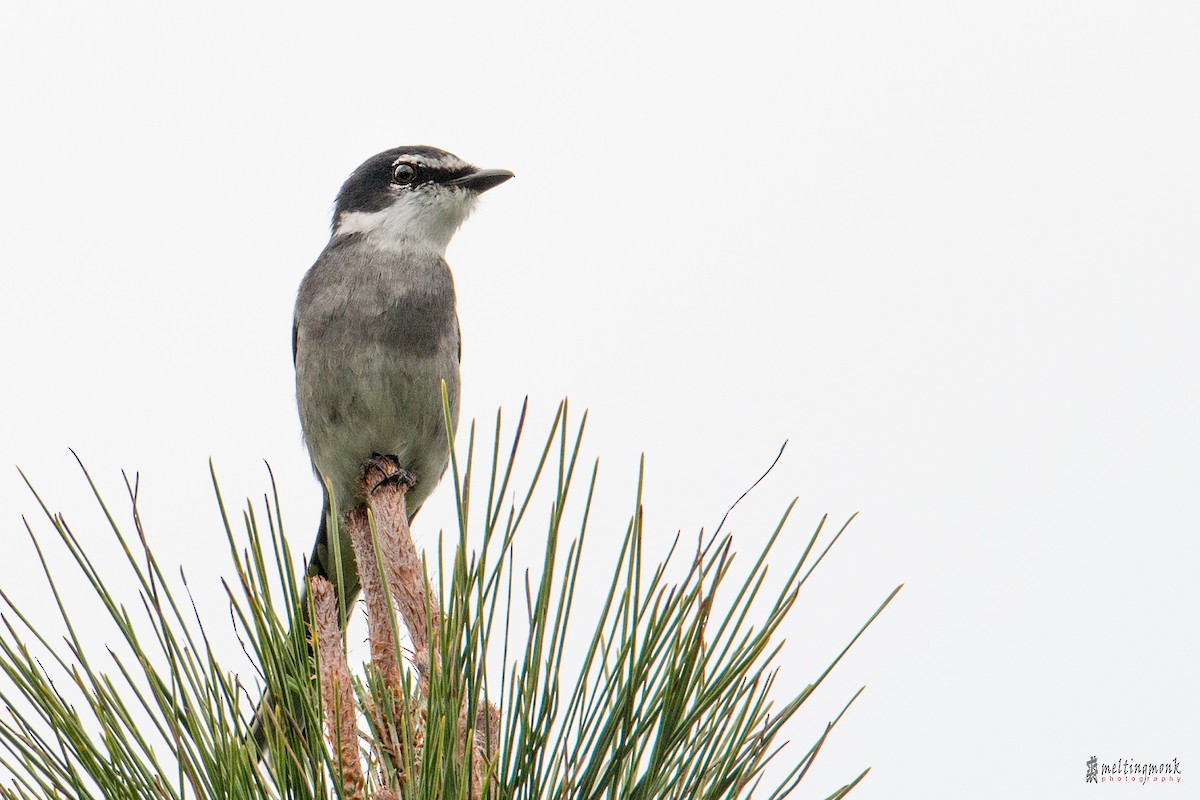 Ryukyu Minivet - ML141573451
