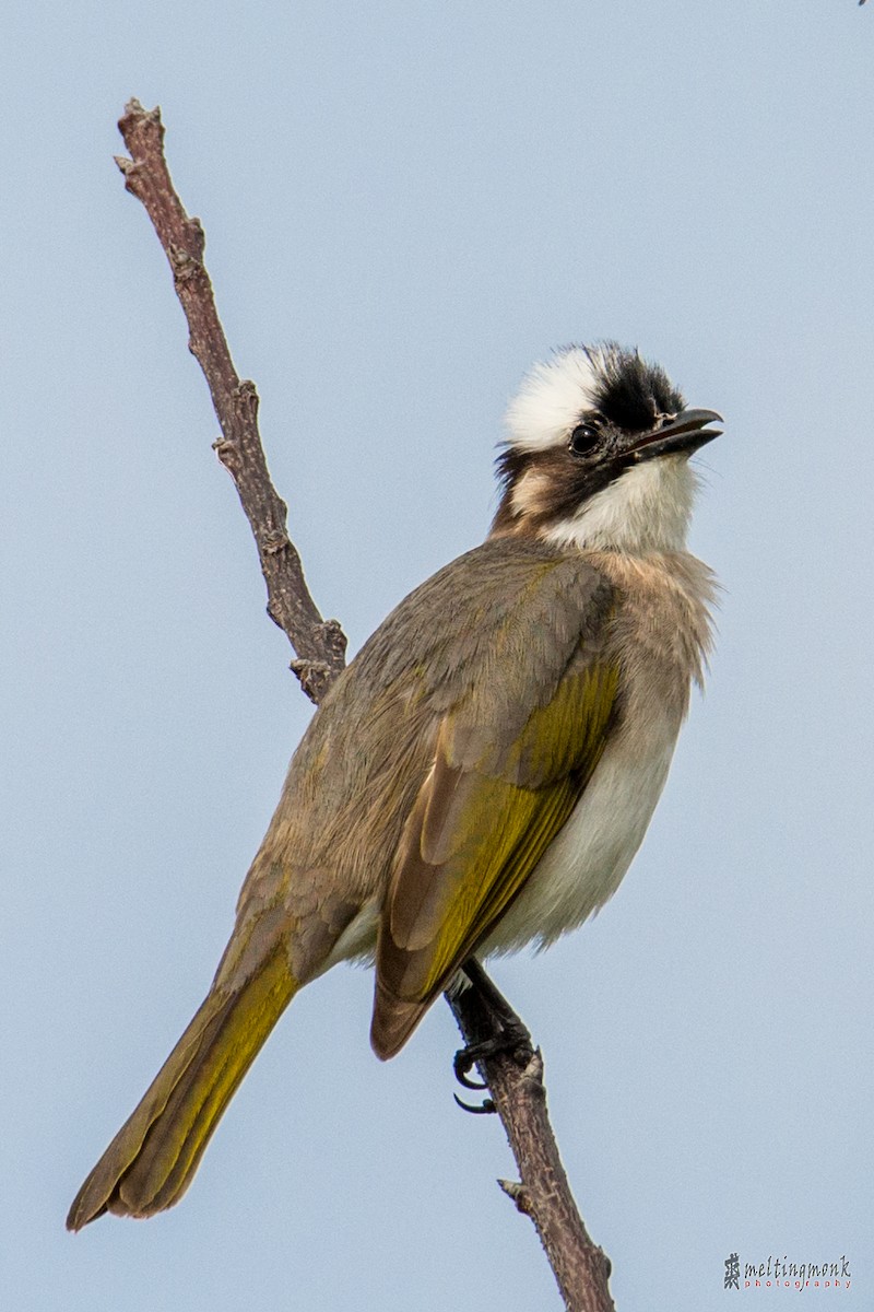 Light-vented Bulbul - ML141573461