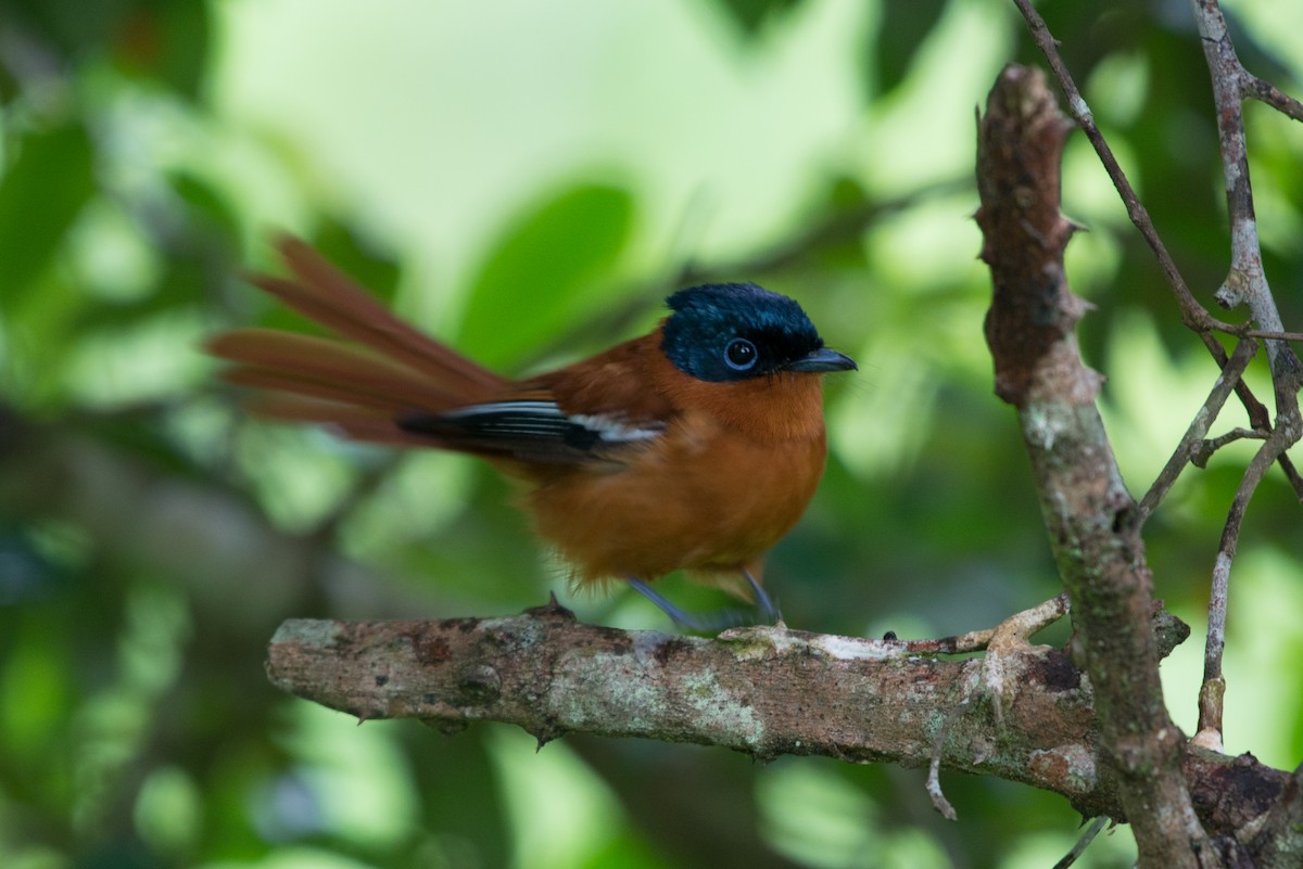 Malagasy Paradise-Flycatcher - John C. Mittermeier