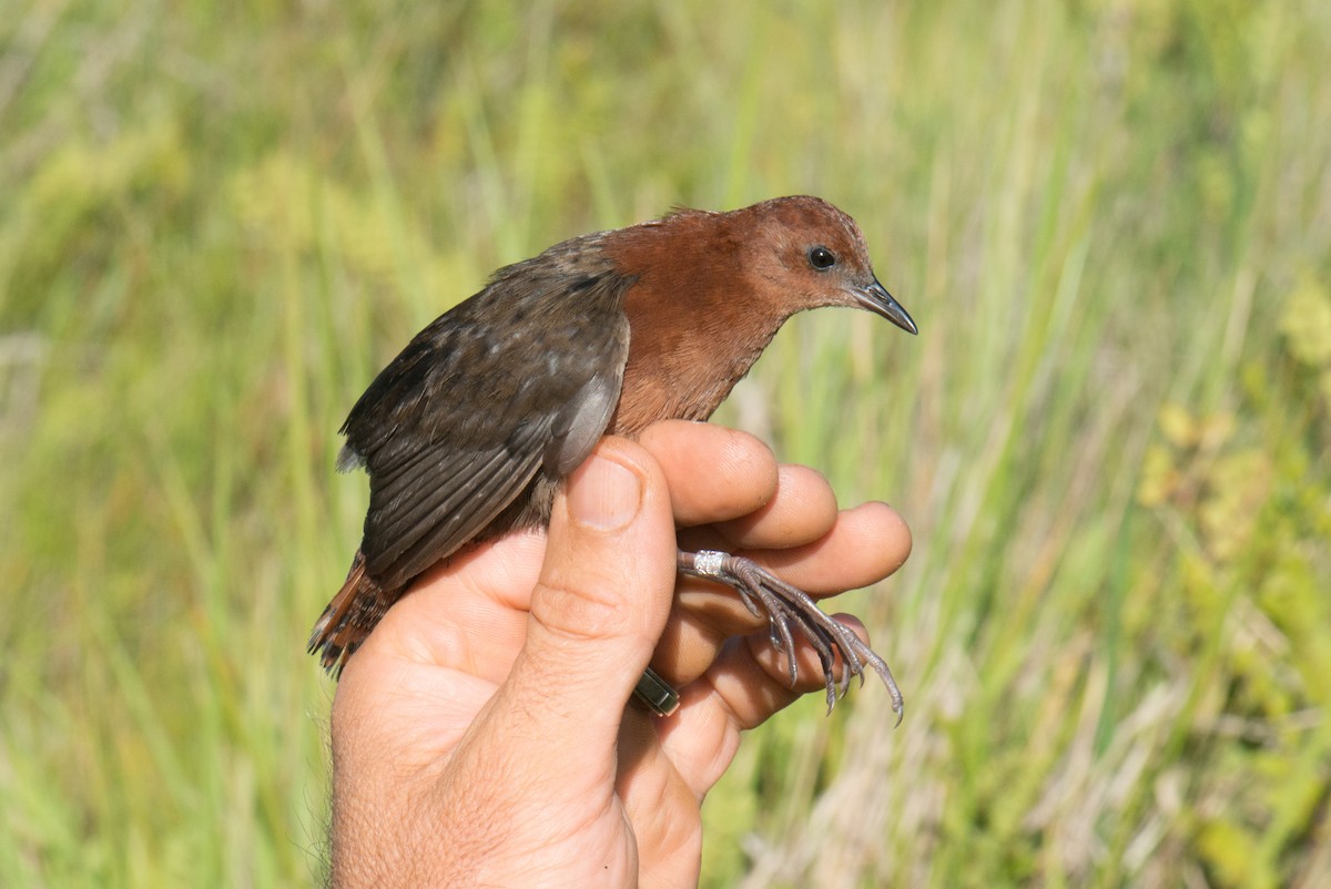 Slender-billed Flufftail - ML141575831