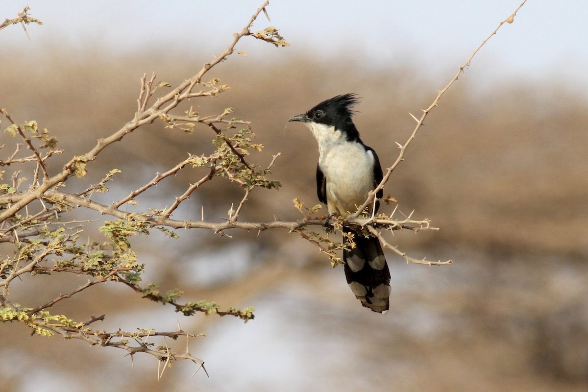 Pied Cuckoo - ML141575891