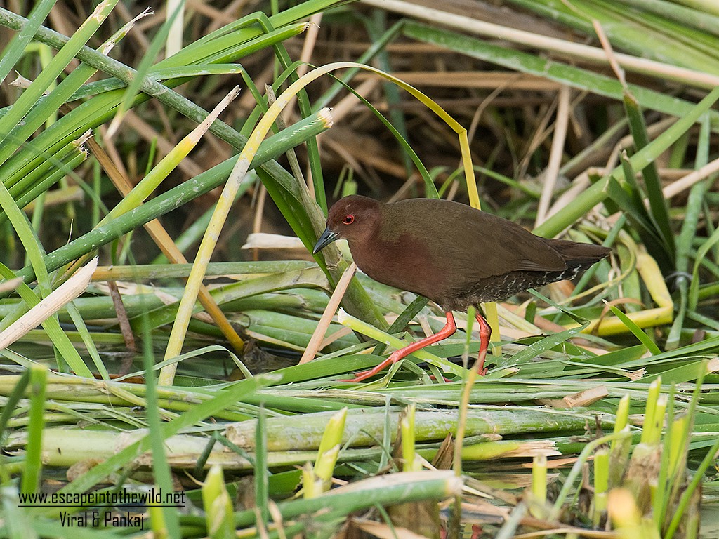 Ruddy-breasted Crake - Pankaj Maheria