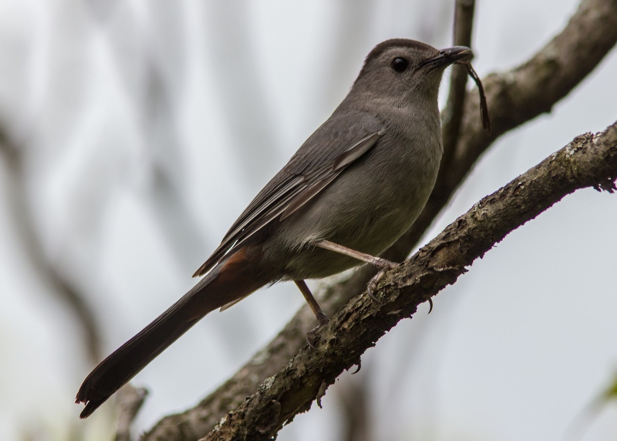 Gray Catbird - Marc Boisvert