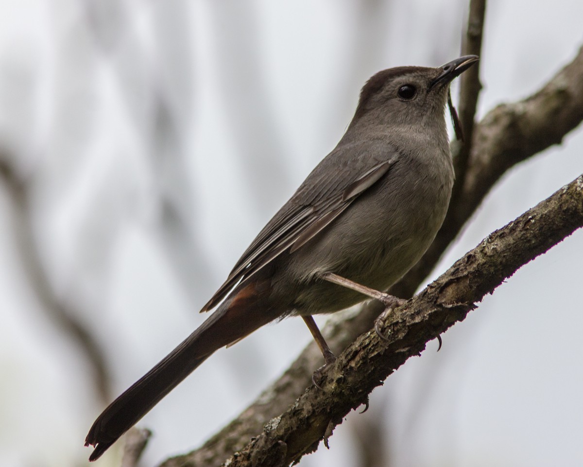 Gray Catbird - Marc Boisvert