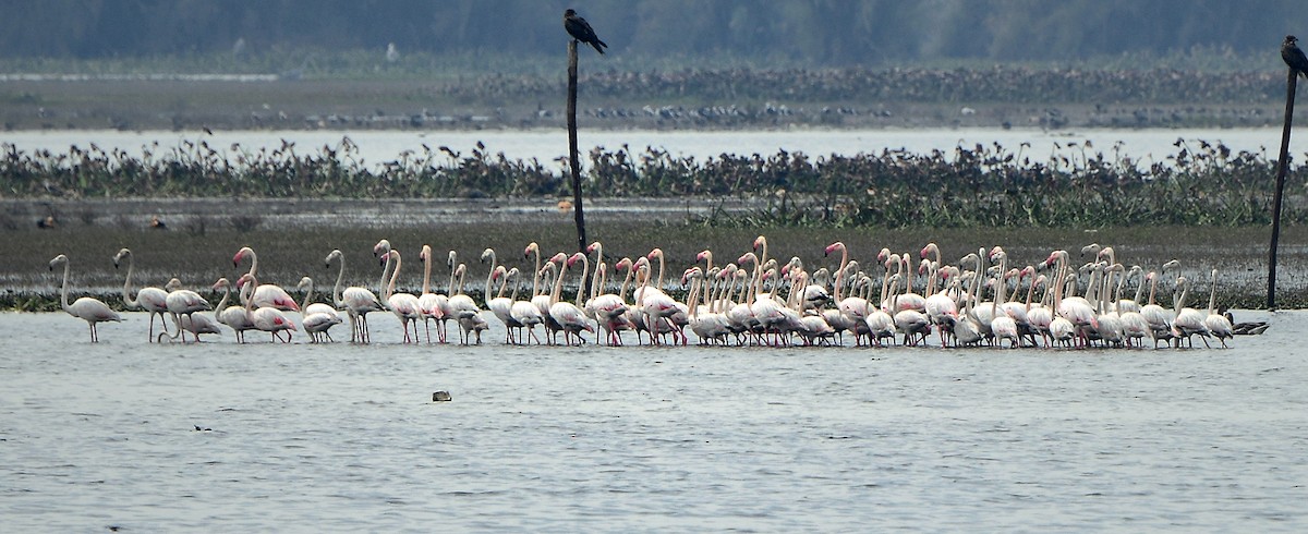 plameňák růžový - ML141576061