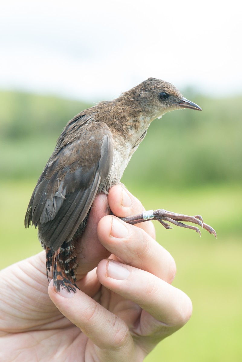 Slender-billed Flufftail - ML141576251