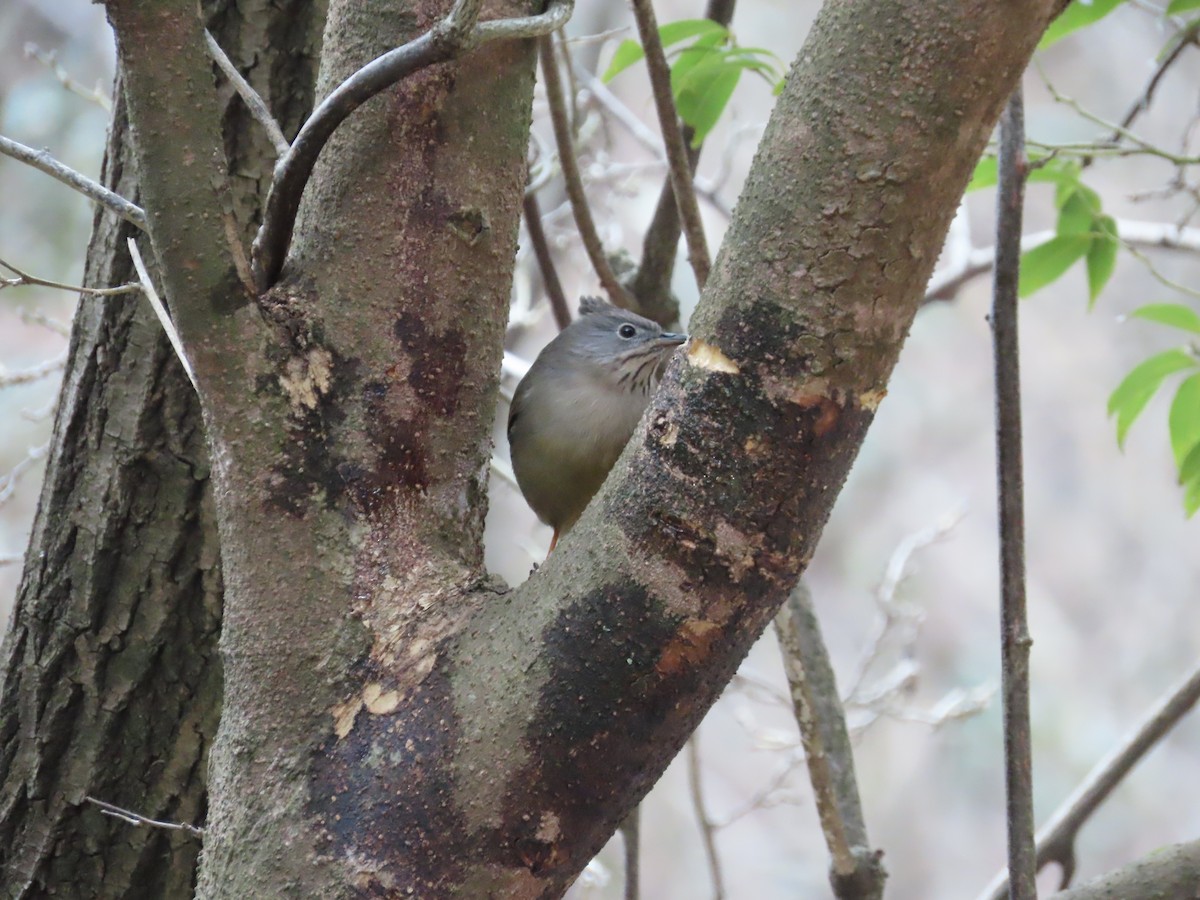 Stripe-throated Yuhina - ML141578111