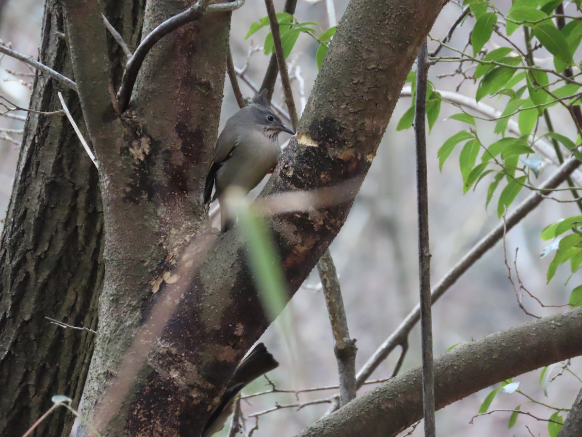 Stripe-throated Yuhina - ML141578121