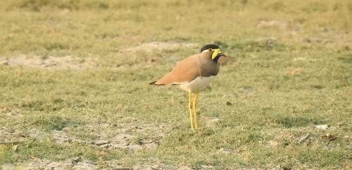 Yellow-wattled Lapwing - ML141578401