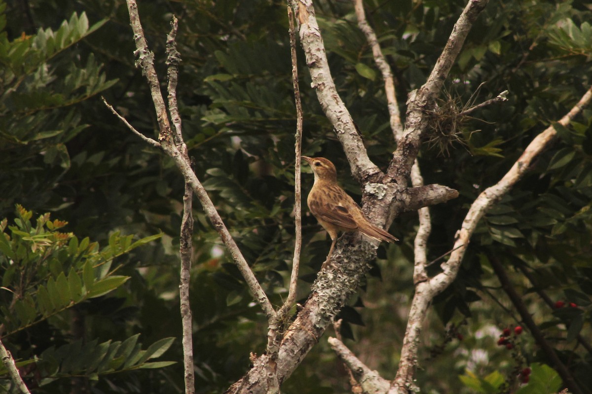 Leñatero - ML141578681