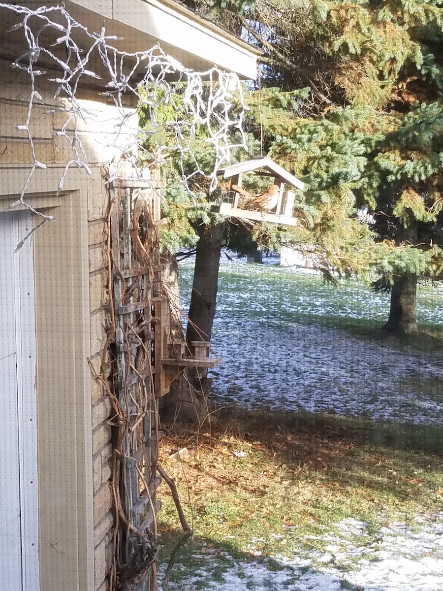 Brown Thrasher - ML141578721