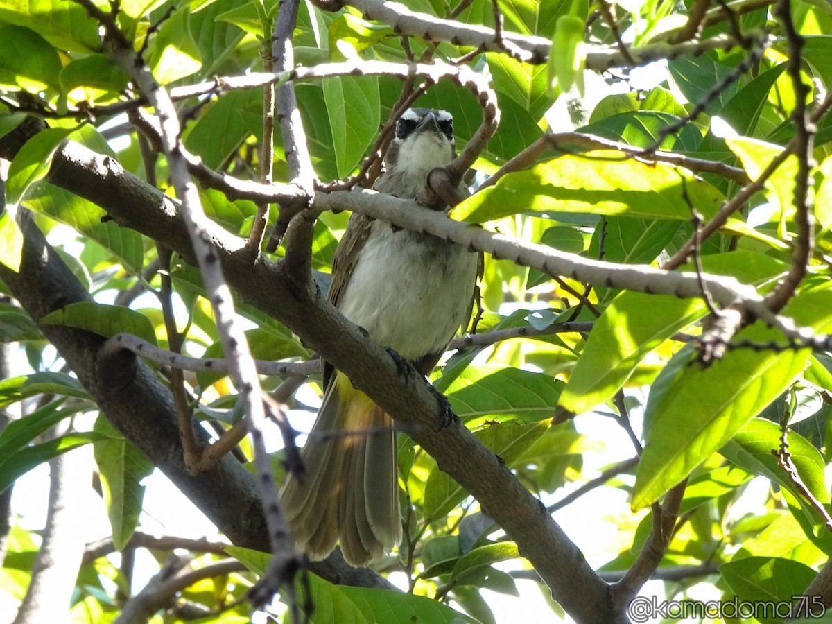 Bulbul Culiamarillo - ML141579281