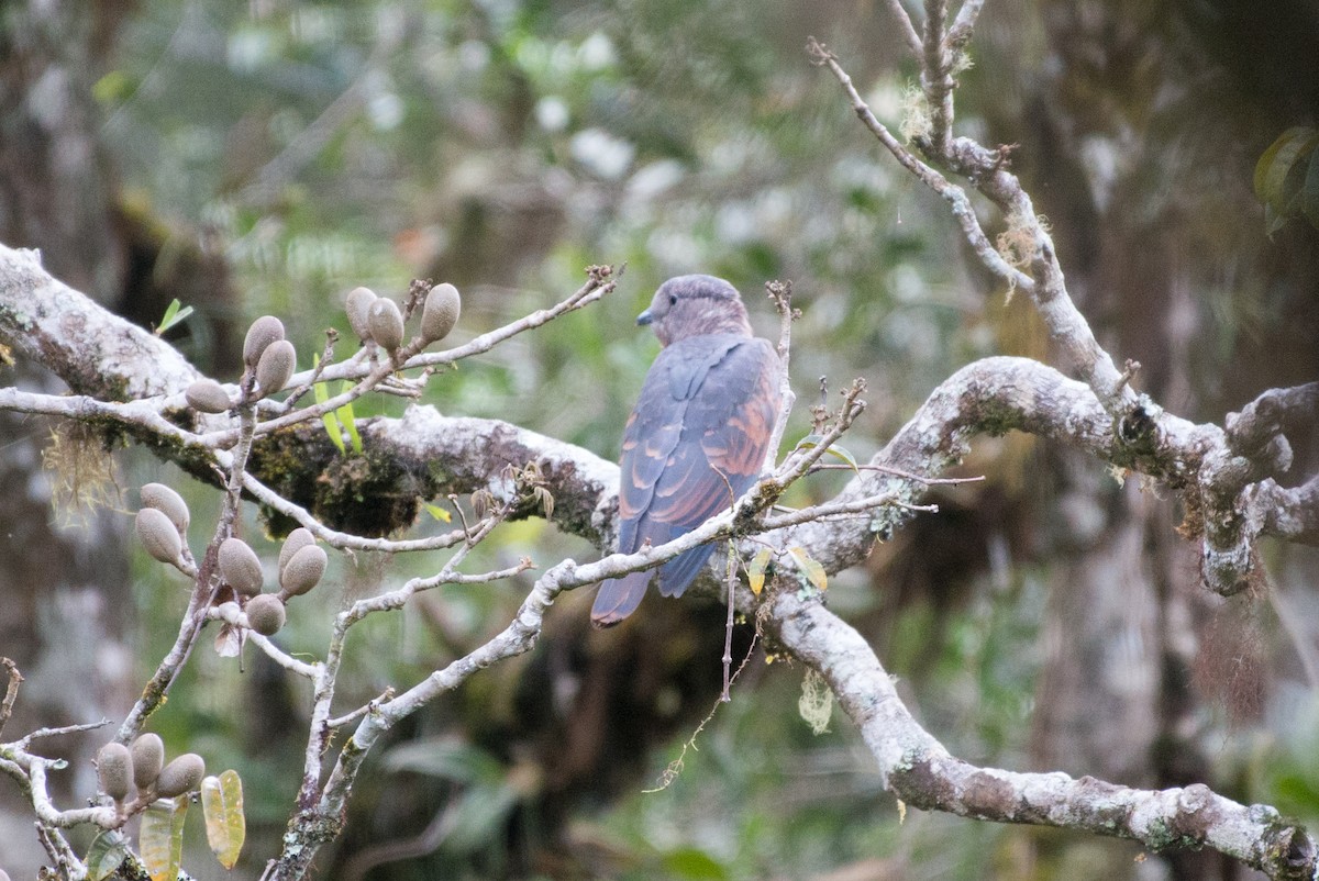 Cuckoo-roller - ML141580121