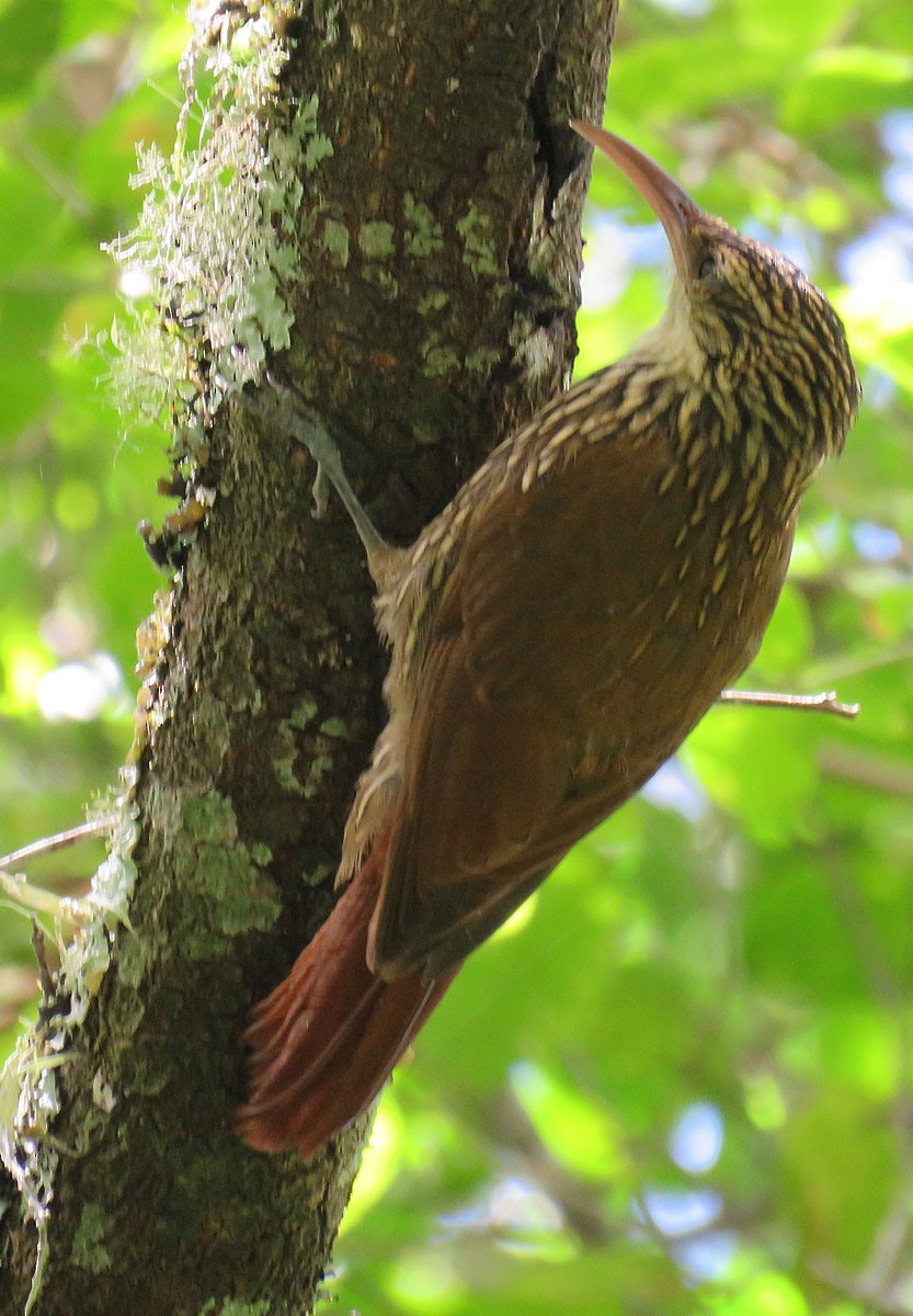 Scalloped Woodcreeper - ML141580461