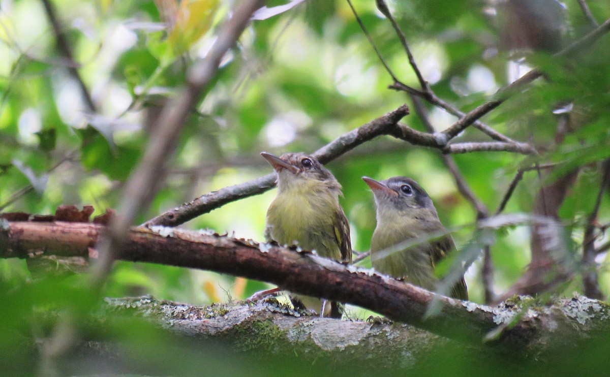 Yellow-olive Flatbill - ML141580661