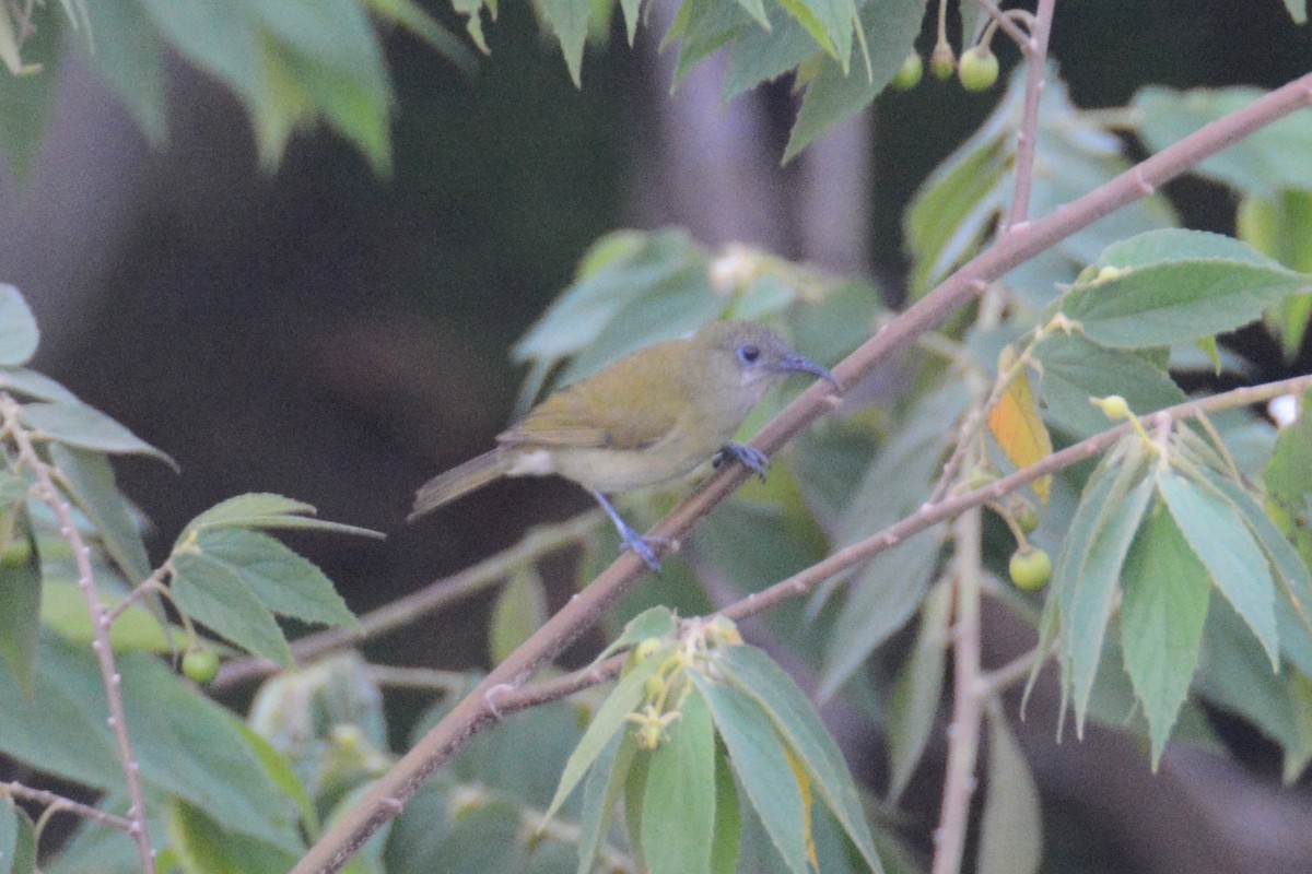 Sunda Honeyeater - ML141580801