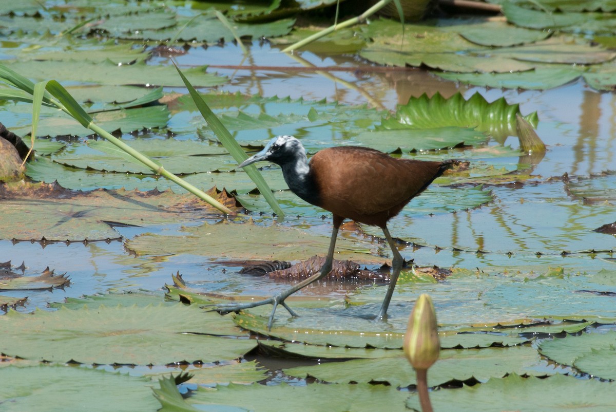 Madagascar Jacana - John C. Mittermeier