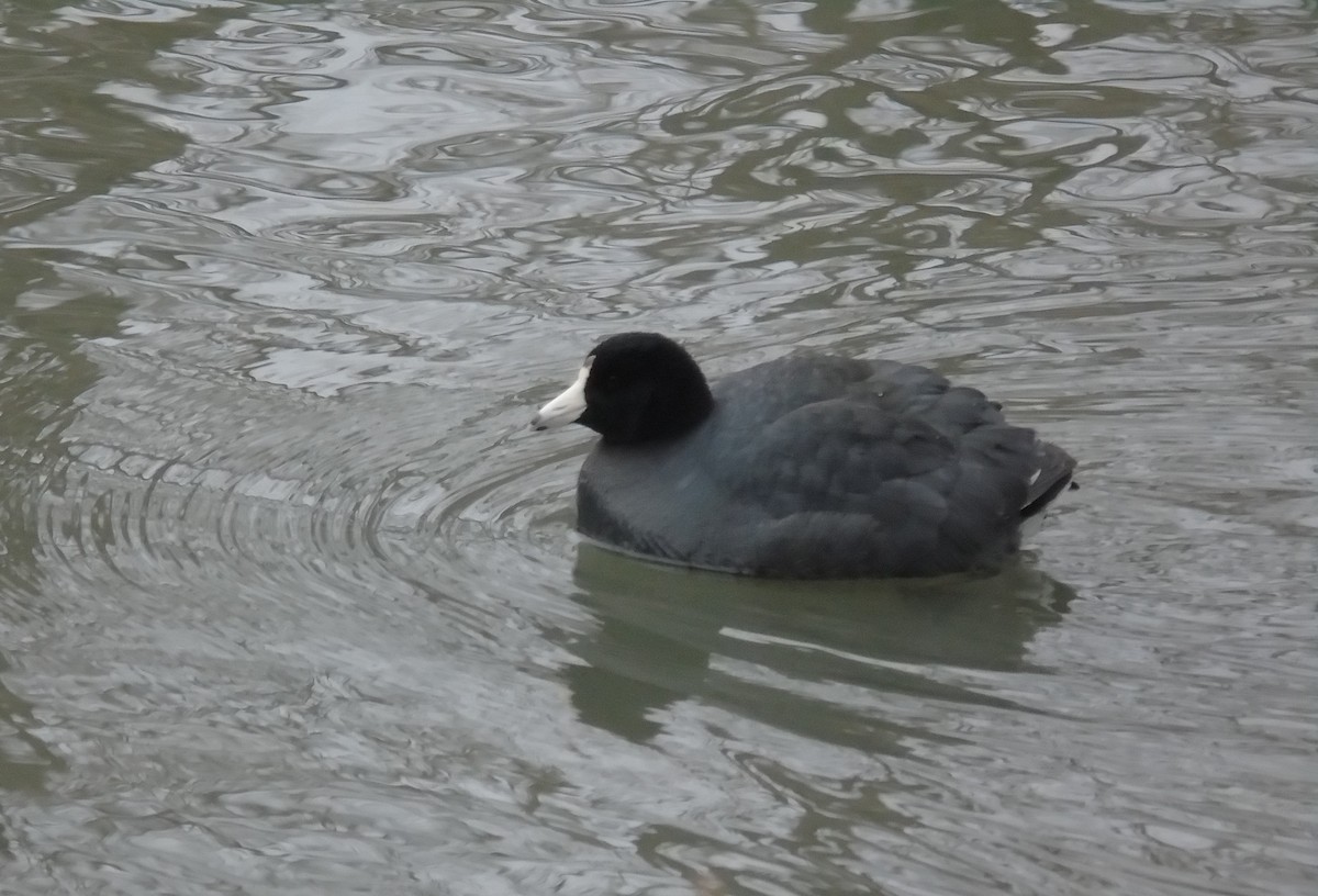 American Coot - Ethel Stephens