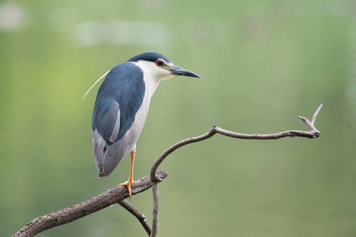 Black-crowned Night Heron - ML141582361