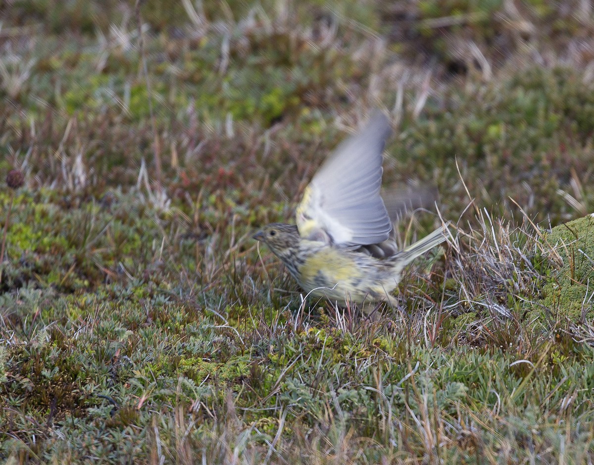 Yellow-bridled Finch - ML141582821