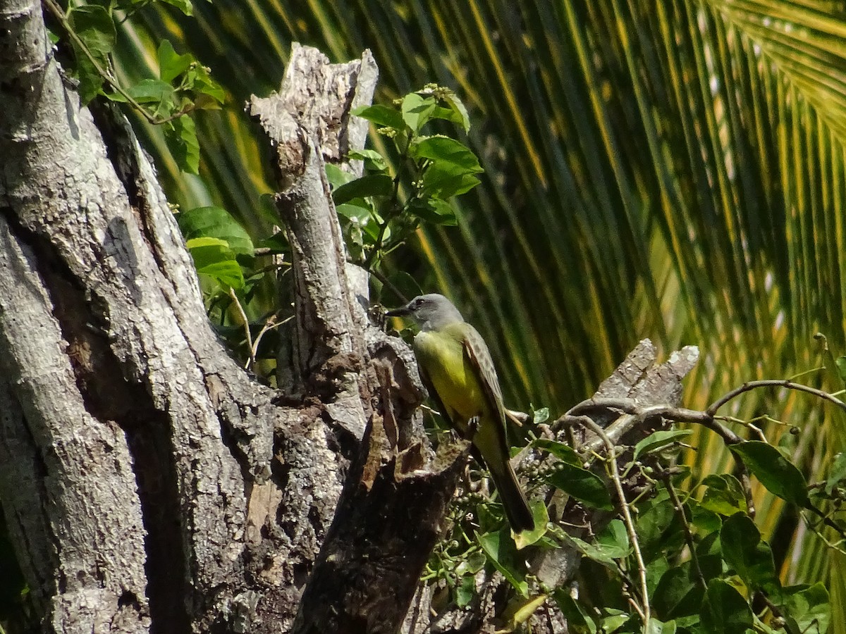 Tropical Kingbird - KELLI DELGADO