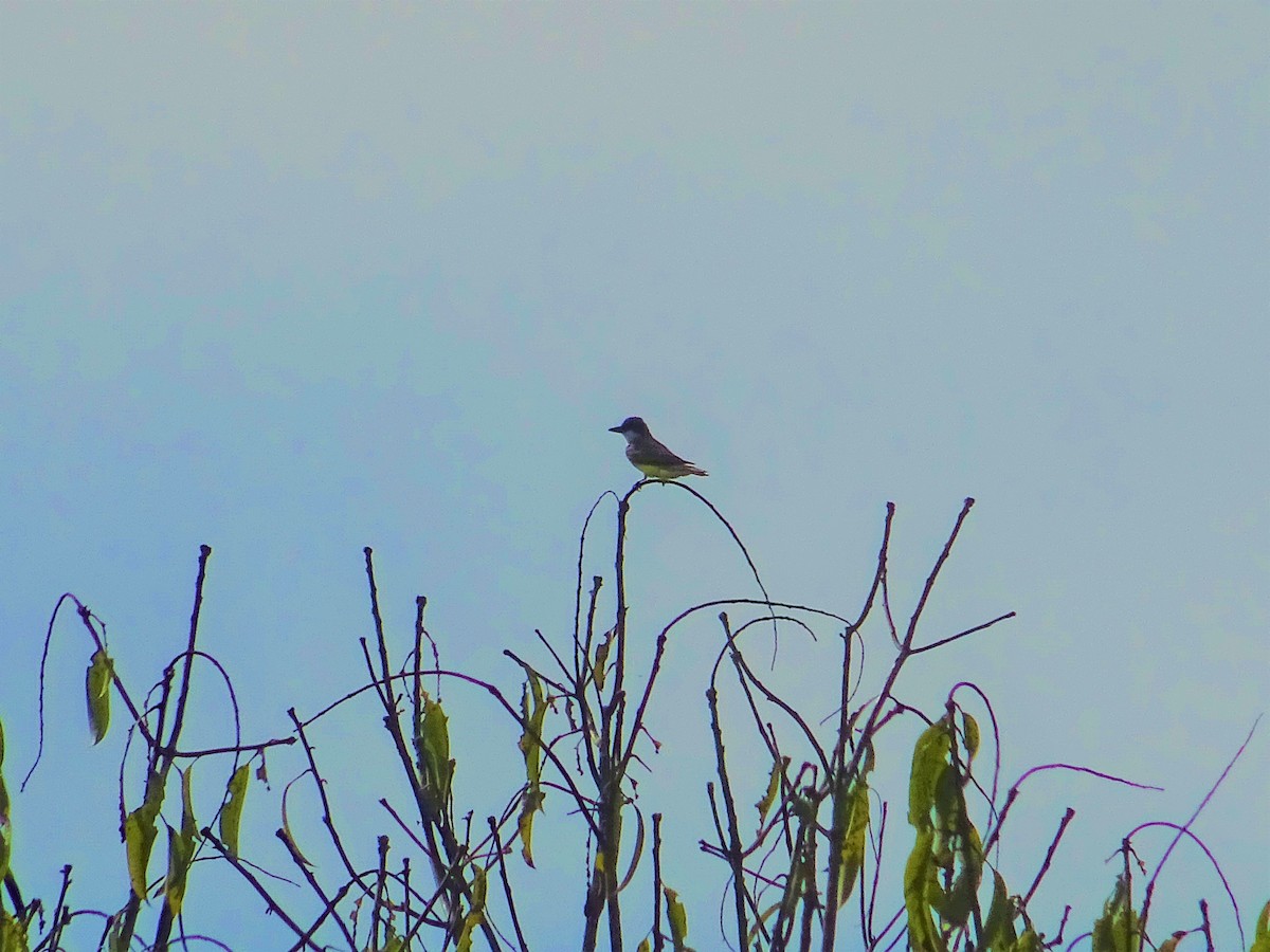 Thick-billed Kingbird - ML141583301