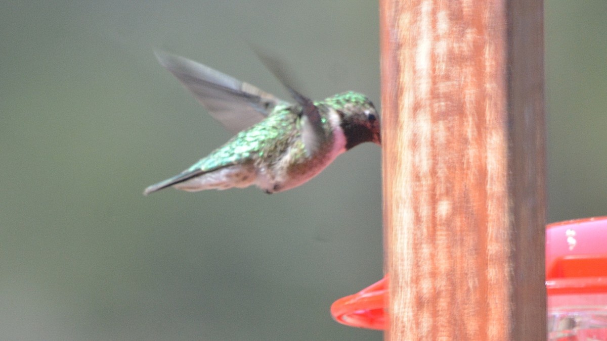 eBird Checklist - 28 Apr 2018 - Mesa Antero - 10 species
