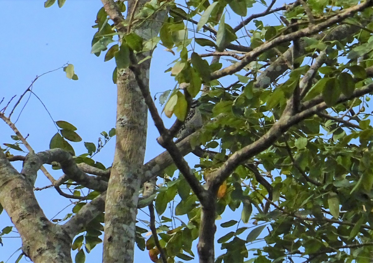 Ladder-backed Woodpecker - ML141584901