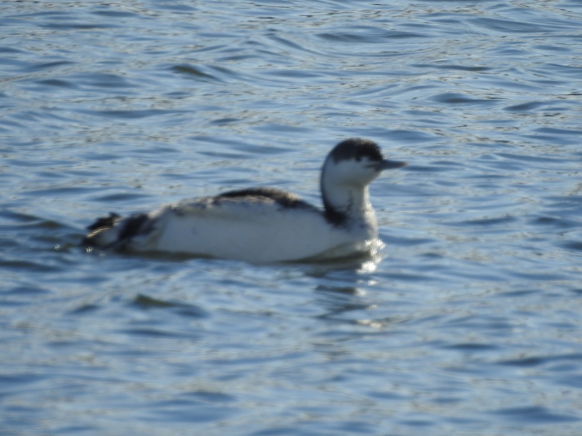 Red-throated Loon - ML141584951