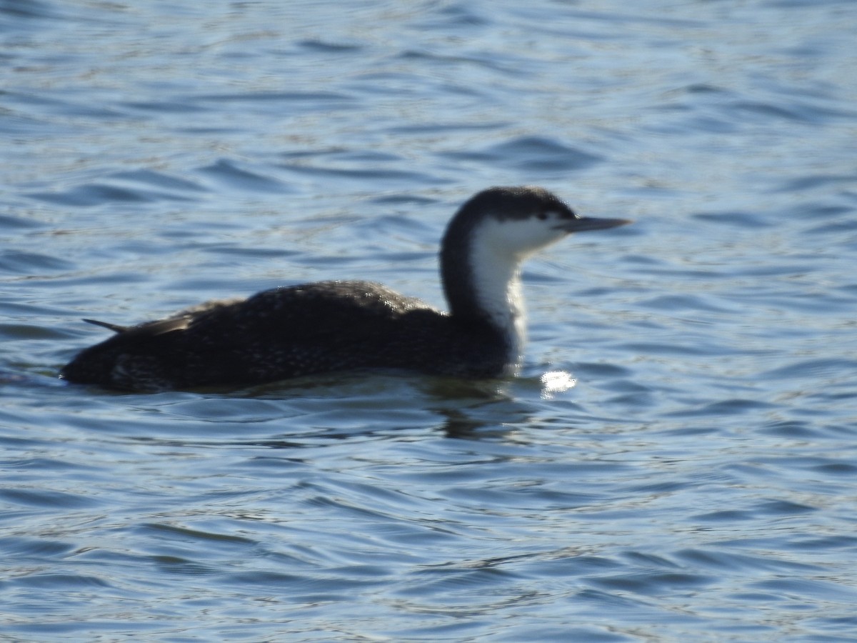 Red-throated Loon - ML141584961