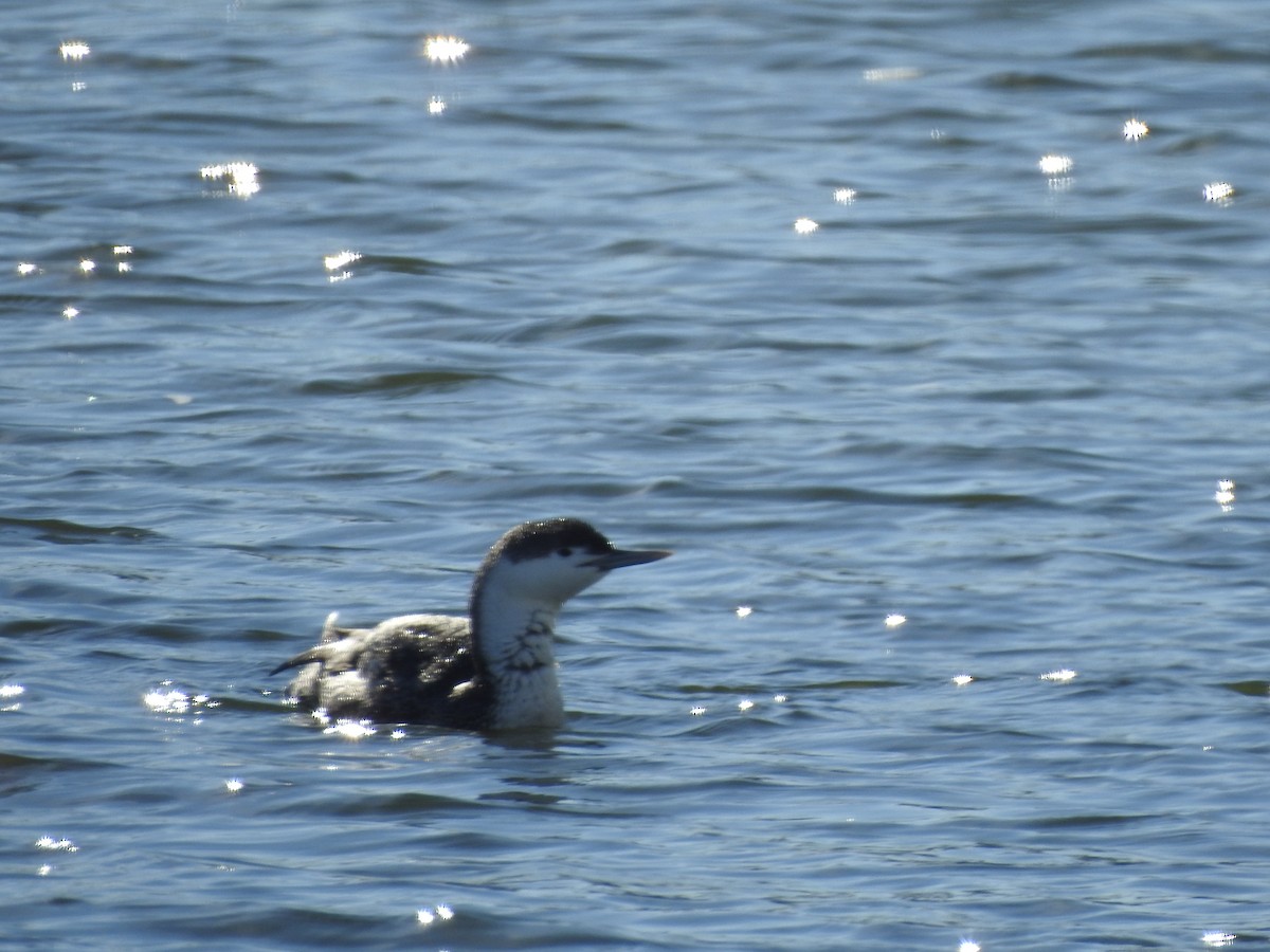 Red-throated Loon - ML141584971