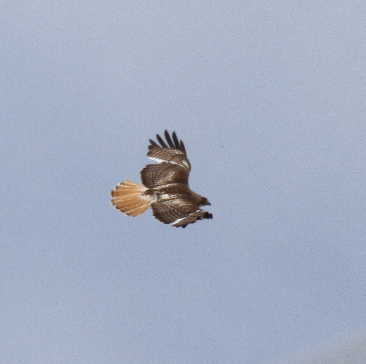 Red-tailed Hawk - ML141585211