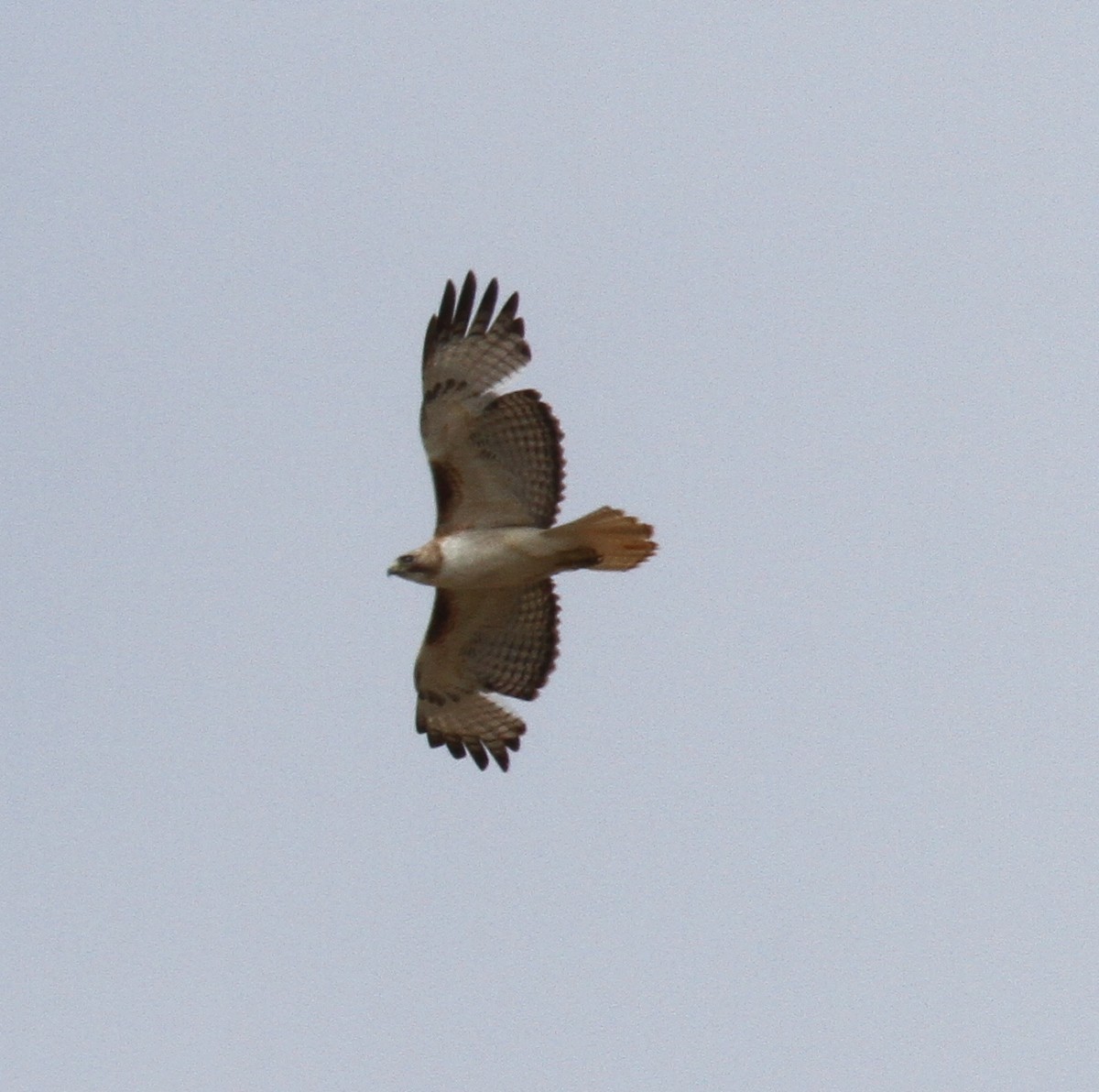 Red-tailed Hawk - ML141585221