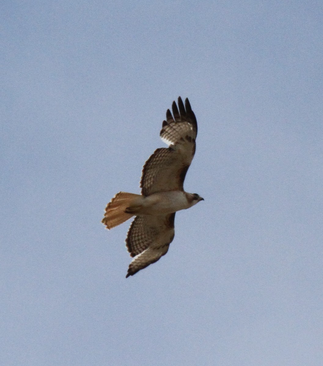 Red-tailed Hawk - ML141585231