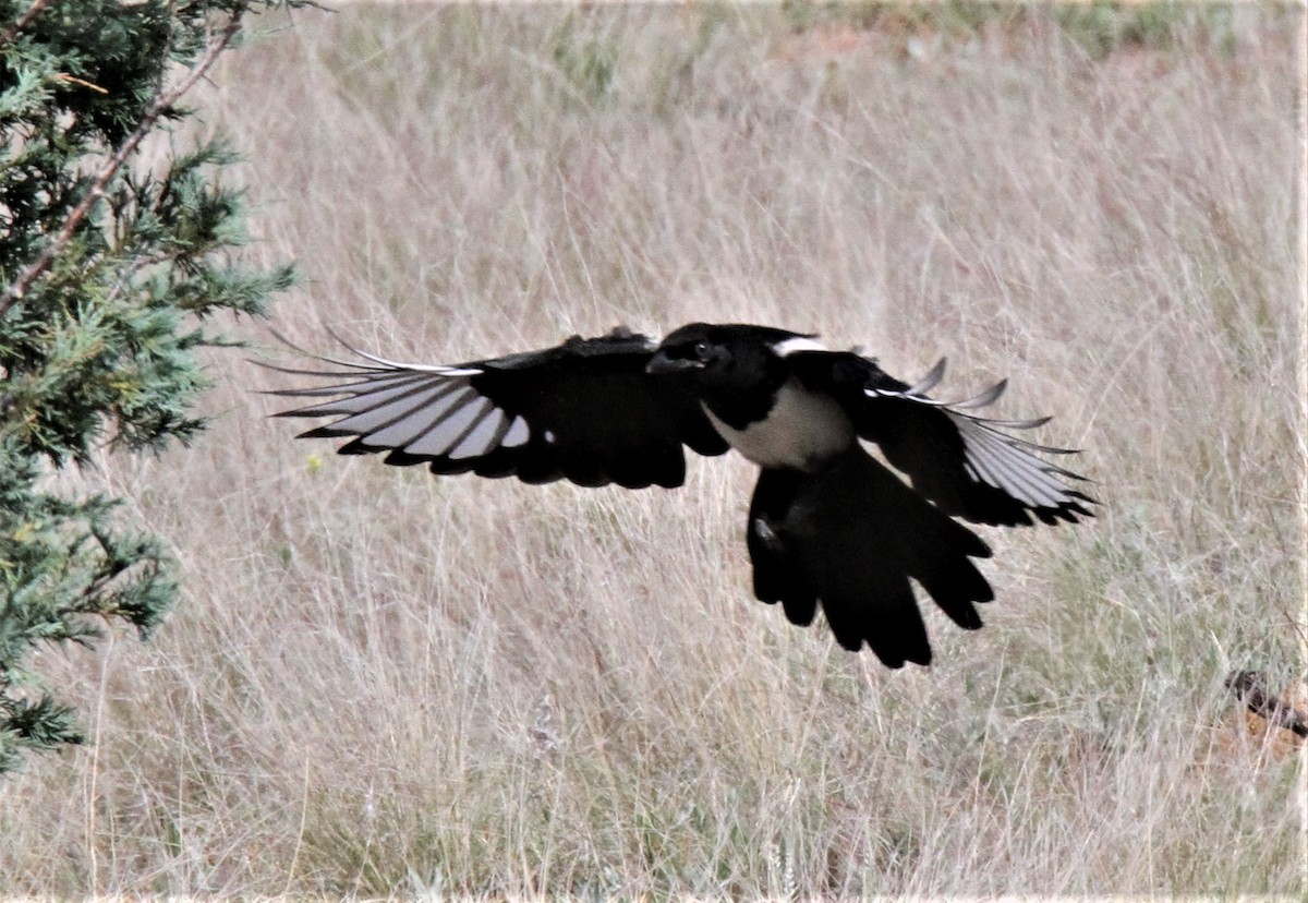 Black-billed Magpie - ML141585591