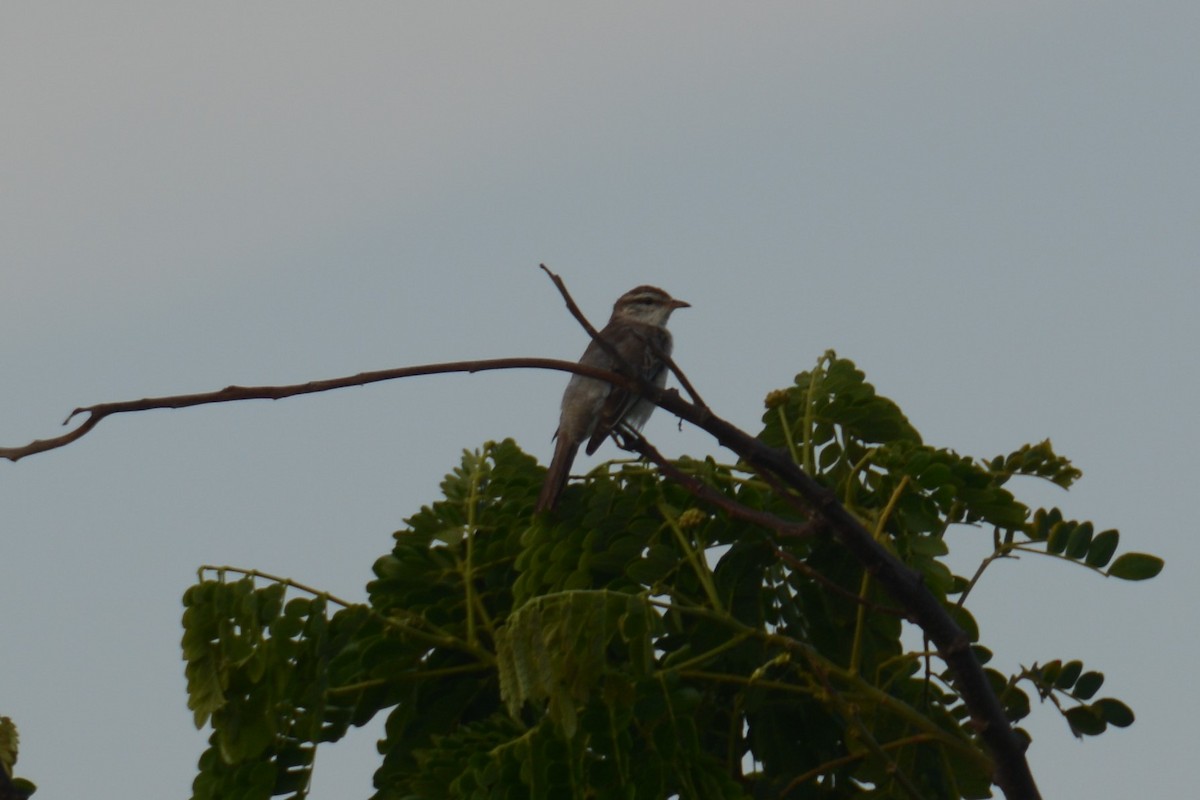 White-shouldered Triller - ML141585691