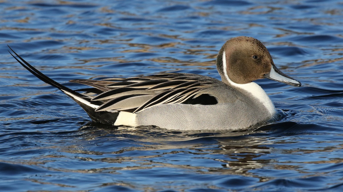 Northern Pintail - Garry Kessler