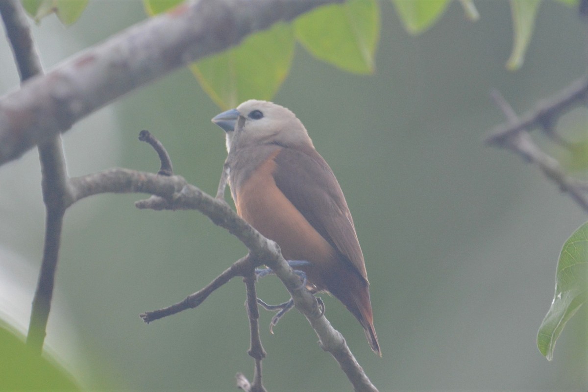 Pale-headed Munia - ML141585921