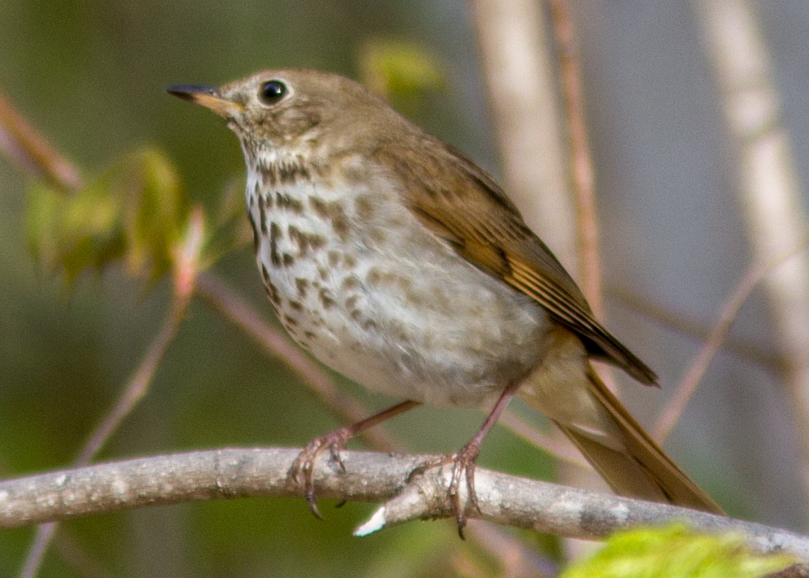 Hermit Thrush - ML141586141