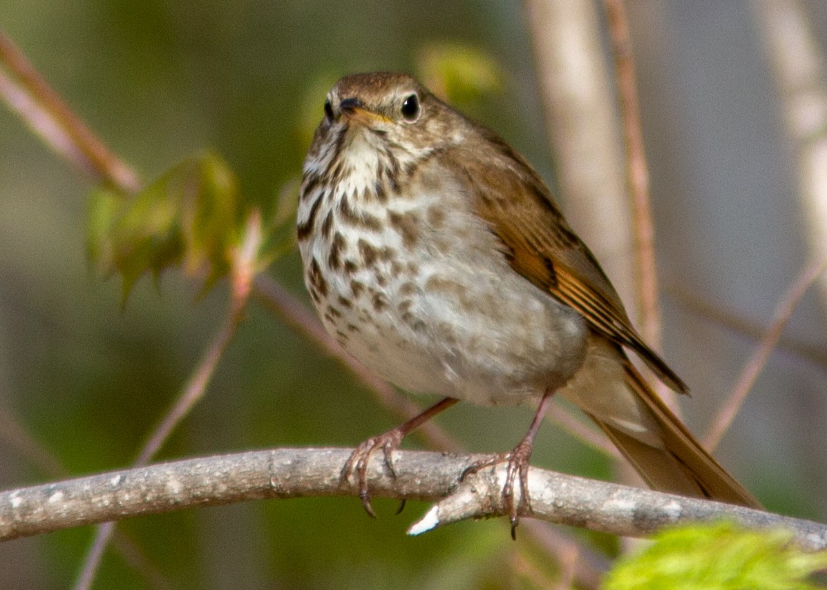 Hermit Thrush - ML141586151