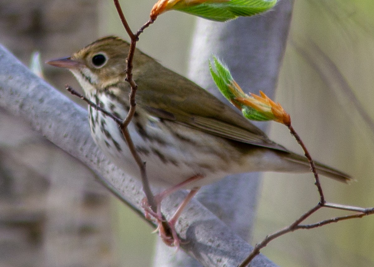 Ovenbird - ML141586211