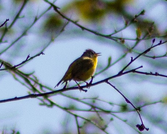 Nashville Warbler - ML141586291