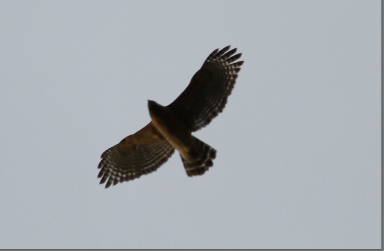 Red-shouldered Hawk - ML141587031