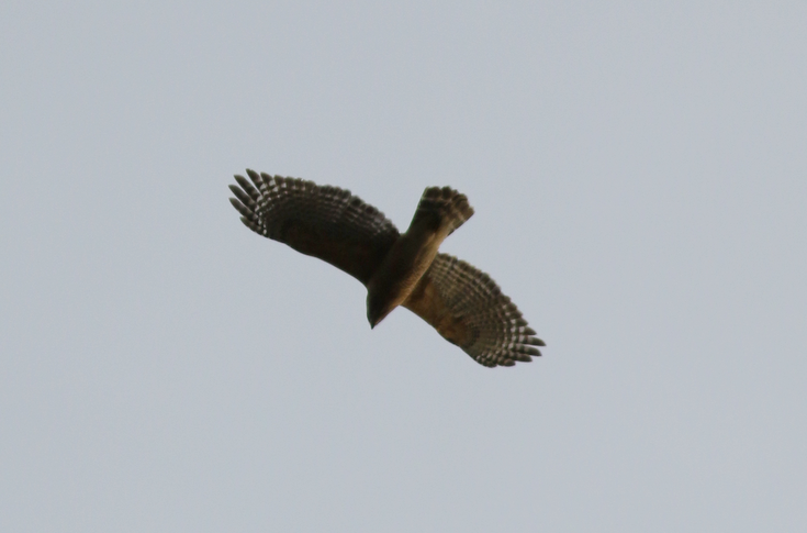 Red-shouldered Hawk - ML141587041