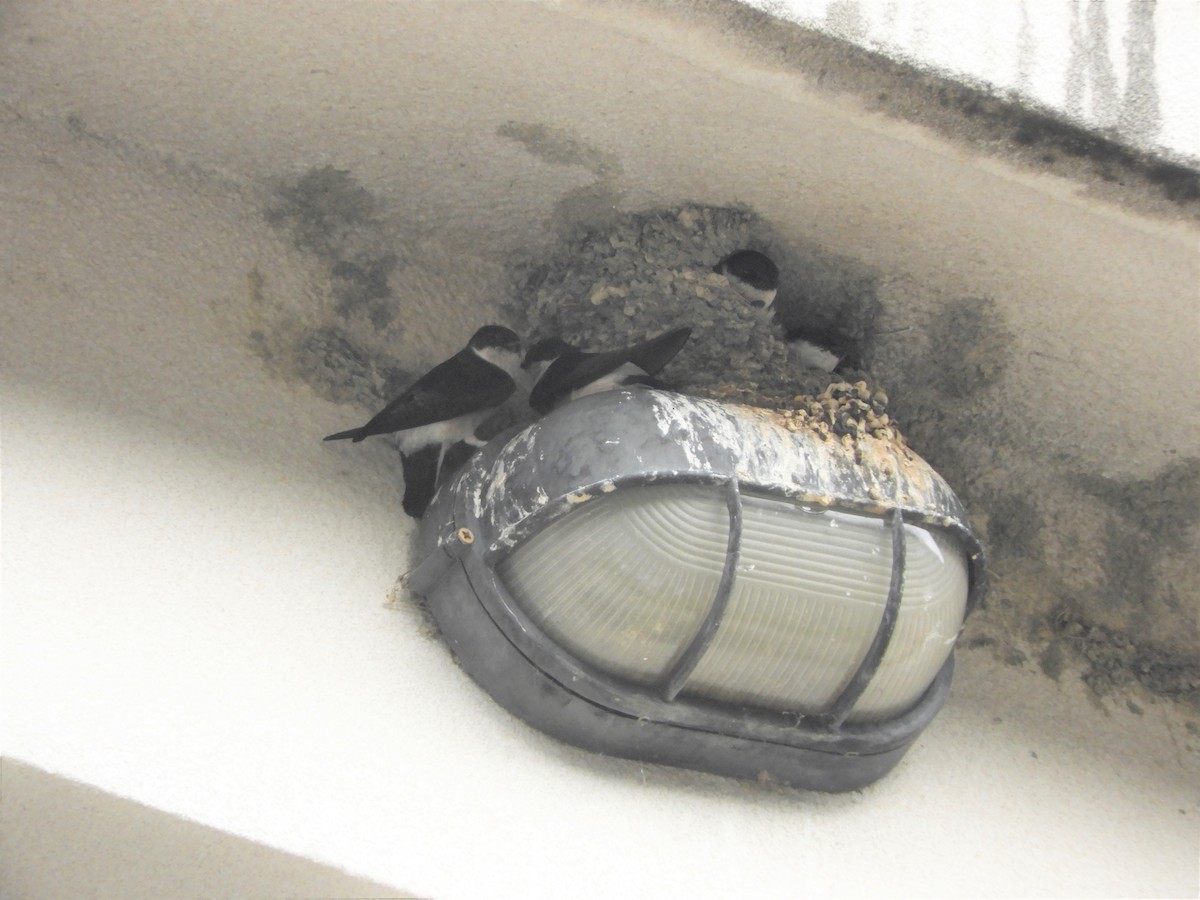 Asian House-Martin - ML141587091