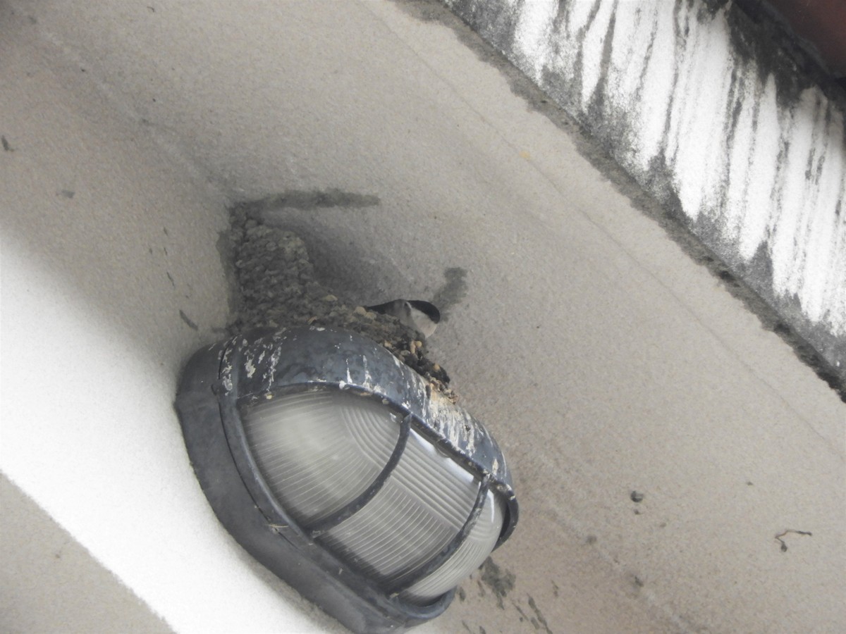 Asian House-Martin - ML141587101