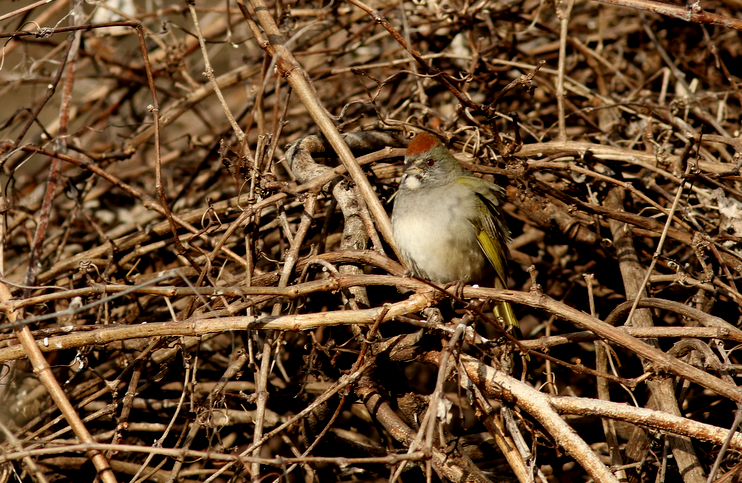 Green-tailed Towhee - ML141587181